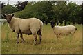 NZ1799 : Sheep in Felton Park by Graham Robson
