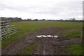 Field, Longnor