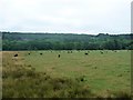 SJ9950 : Cattle grazing between Hills Wood and Consall Wood by Christine Johnstone