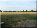 Farmland east of New Thorntree Farm