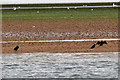 SX9882 : Cormorants on a Sandbank in the River Exe by David Dixon