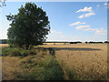 TL2178 : Wheat field by Hugh Venables