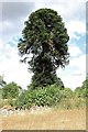 SK3622 : Chilean pine (Monkey Puzzle) in Calke Abbey grounds by Alan Murray-Rust