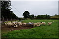 Sheep, Lisnarable