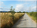 Herefordshire Trail near Eardisley