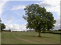 A tree in a field