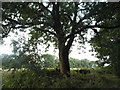 Tree by the A436, Pegglesworth