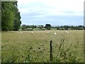 Field with sheep near Braithwaite Hall