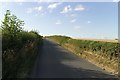 Hedge, Kirkby Lane