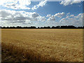 TL8427 : Farmland off Newhouse Road by Geographer