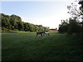 Horses grazing near Leyfield Farm