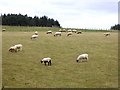 Sheep at Colt Close Farm