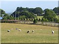 Sheep grazing by the M6