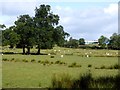 Sheep grazing by the M6