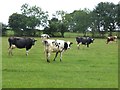 NY4643 : Cattle near Petteril Bank Farm by Oliver Dixon