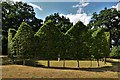 Long Melford, Kentwell Hall and Park: The Hornbeam Circle