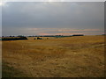 Harvested field opposite the cemetery, Withernsea