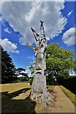 TL8647 : Long Melford, Kentwell Hall and Park: The Carved Tree 1 by Michael Garlick