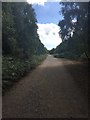 Footpath in Tunstall Forest