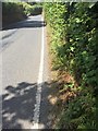 Hedgerow-lined road