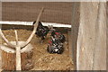 View of chickens in Deen City Farm #3