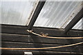 View of zebra finches in Deen City Farm