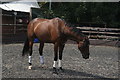 View of a horse in Deen City Farm