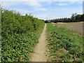 Hedgeside field footpath approaching Shadwell