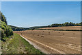 Newly harvested field