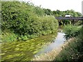 Weed in the River Derwent, Norton