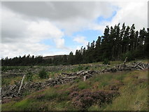 NZ0197 : Cleared area of forest by T  Eyre