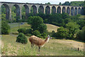 Llama, Ty Mawr Country Park, Wrexham