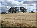 Three trees and a field of barley