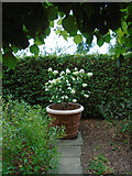 TQ8038 : Flowers in White Garden, Sissinghurst by Paul Gillett
