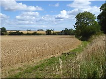 NU2108 : Wheat field near Wood House Farm by Oliver Dixon