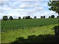 Potato field near Buston Barns