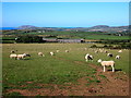 Pasture, Bodwyddog Fawr