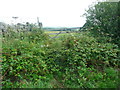 Overgrown start to a footpath, near Tosside