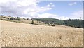 Wheat on Long Mountain