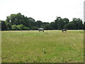 Horses in a field east of Fordbridge Road