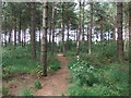 Woodland path, Allerthorpe Common