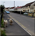 Looking sheepish in Fochriw