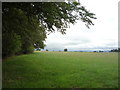 Grazing beside woodland near Tewit Hall