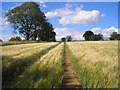 NO3603 : Field of barley by Sandy Gemmill