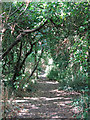 Footpath on the northeast side of Desborough Island