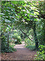 Footpath on Desborough Island opposite Sandhills Meadow