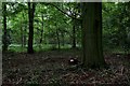 SE4648 : In Walton Wood (2) by Chris Heaton