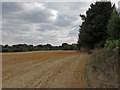 Crop Field Boundary and Hedgerow near Brickbarns Farm, Chignall