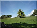 Hillside grazing, Brightenber Hill