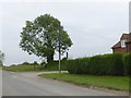 Tree at the highest point on Manor Road